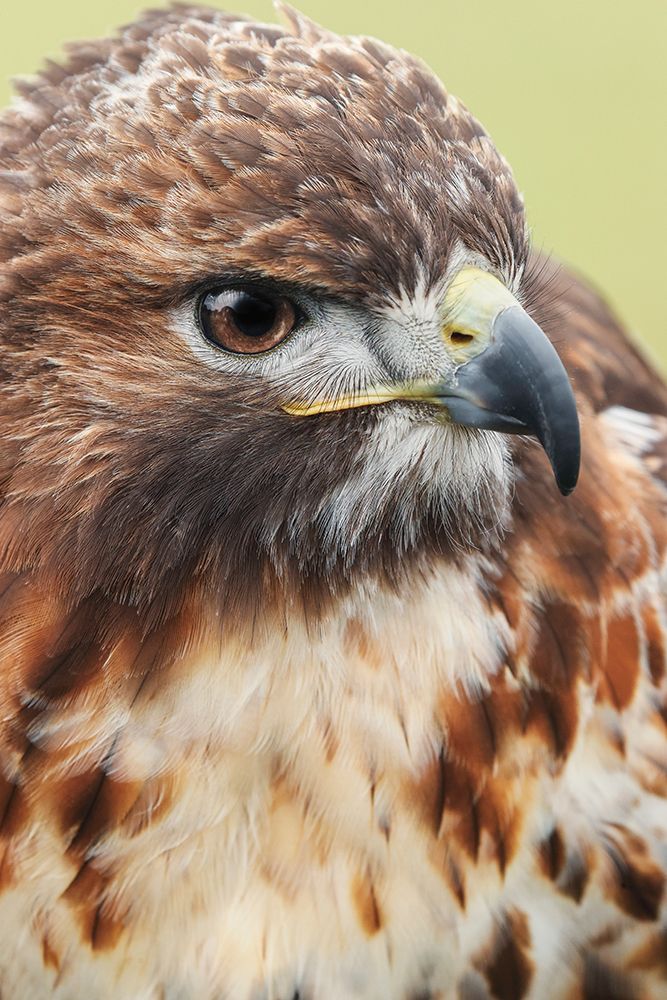 Red-tailed hawk-Florida art print by Adam Jones for $57.95 CAD