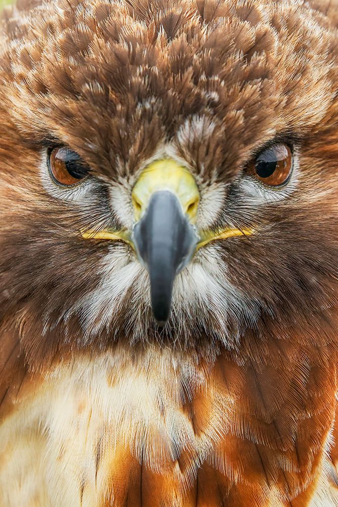 Red-tailed hawk-Florida art print by Adam Jones for $57.95 CAD
