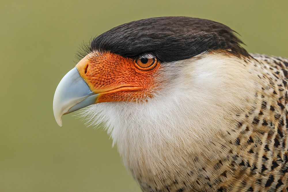 Crested caracara-south Florida art print by Adam Jones for $57.95 CAD
