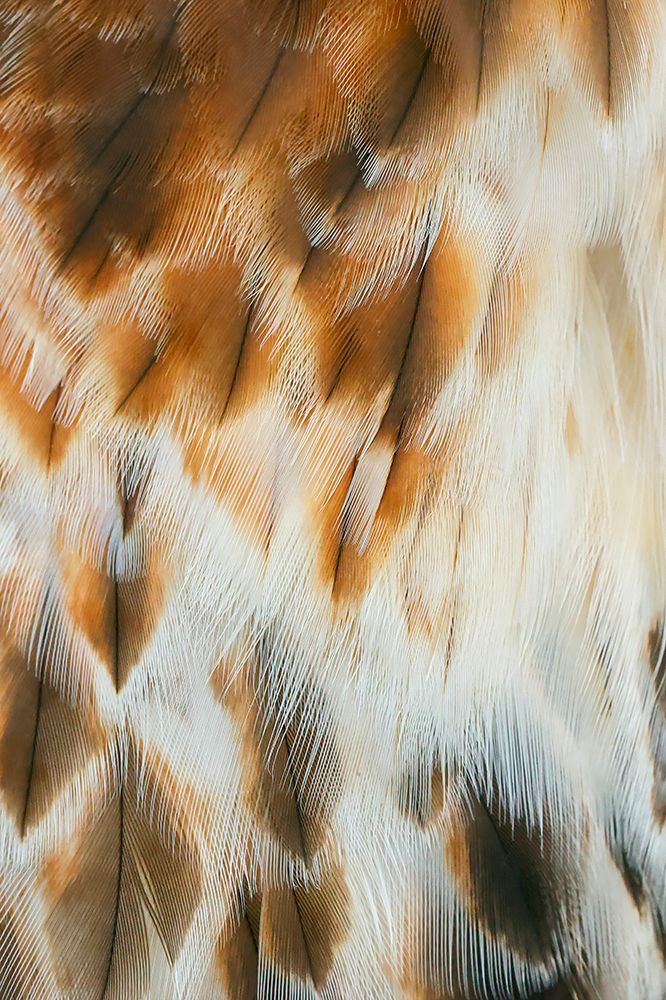 Feather pattern on Red-tailed hawk-Florida art print by Adam Jones for $57.95 CAD
