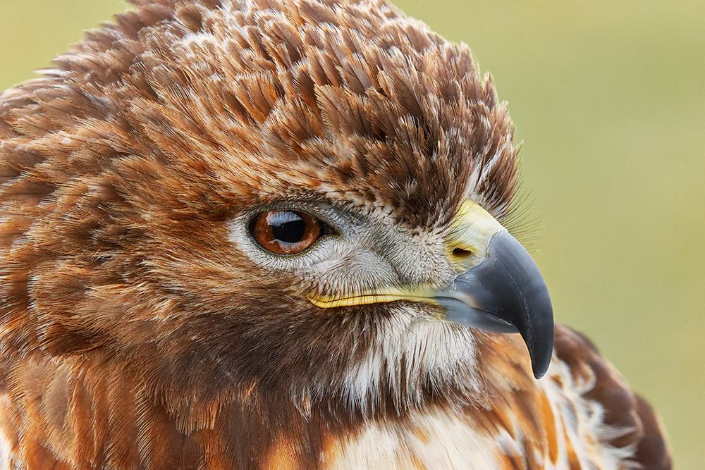 Red-tailed hawk-Florida art print by Adam Jones for $57.95 CAD