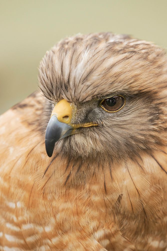 Red Shouldered Hawk-Florida art print by Adam Jones for $57.95 CAD