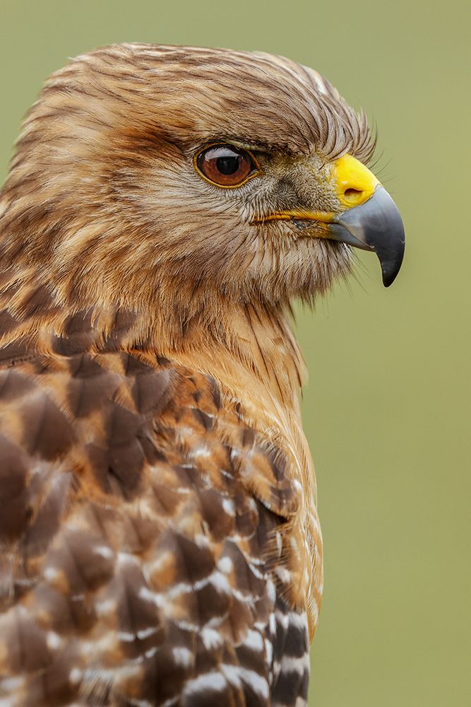 Red Shouldered Hawk-Florida art print by Adam Jones for $57.95 CAD