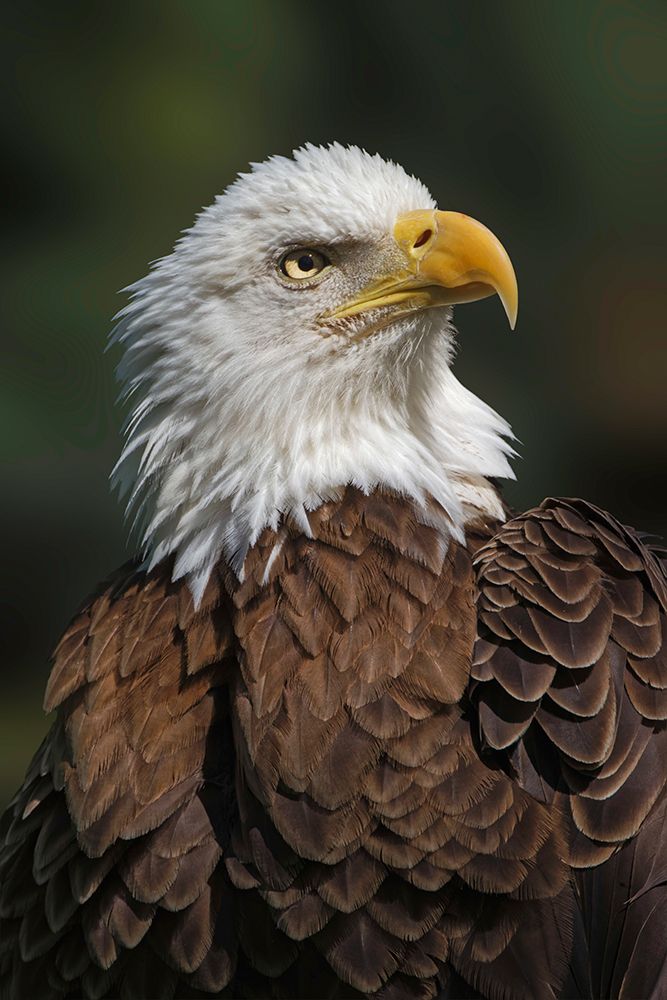 Bald eagle-Florida art print by Adam Jones for $57.95 CAD