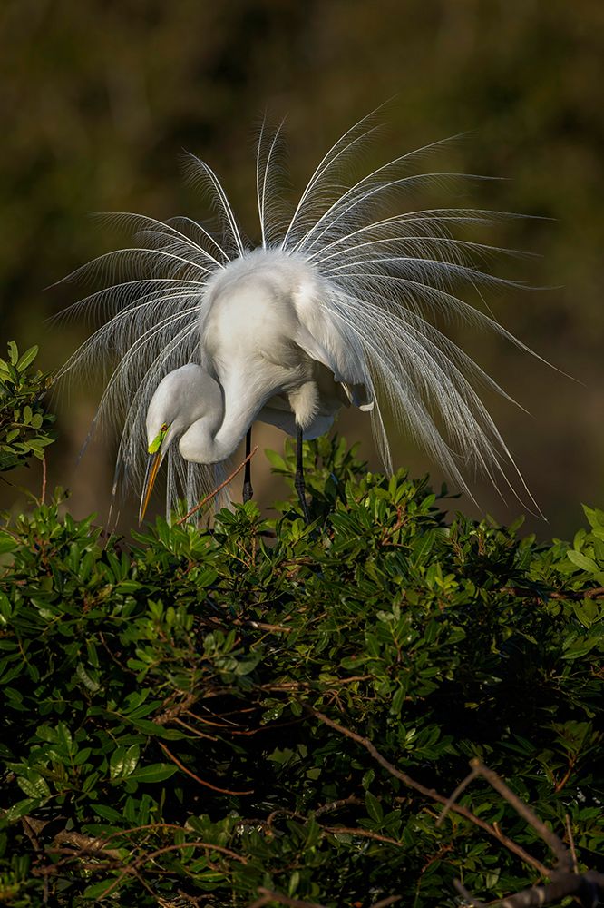 Great egret in courtship display in full breeding plumage-Venice rookery-Venice-Florida art print by Adam Jones for $57.95 CAD