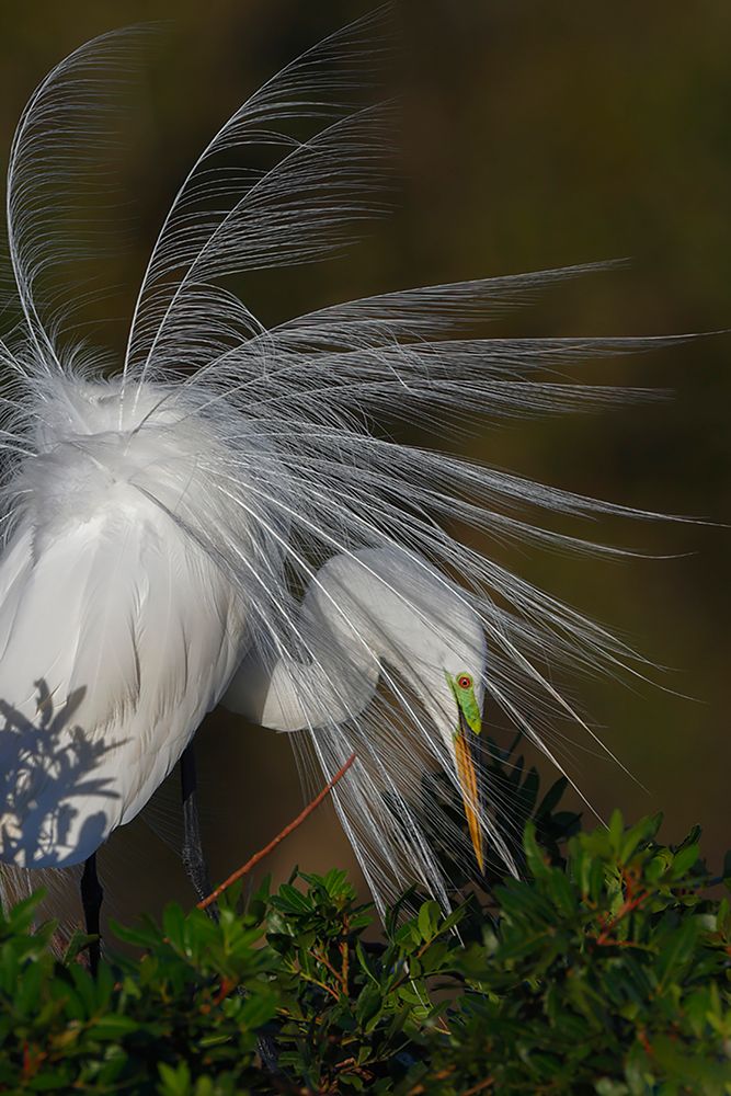 Great egret in courtship display in full breeding plumage-Venice rookery-Venice-Florida art print by Adam Jones for $57.95 CAD