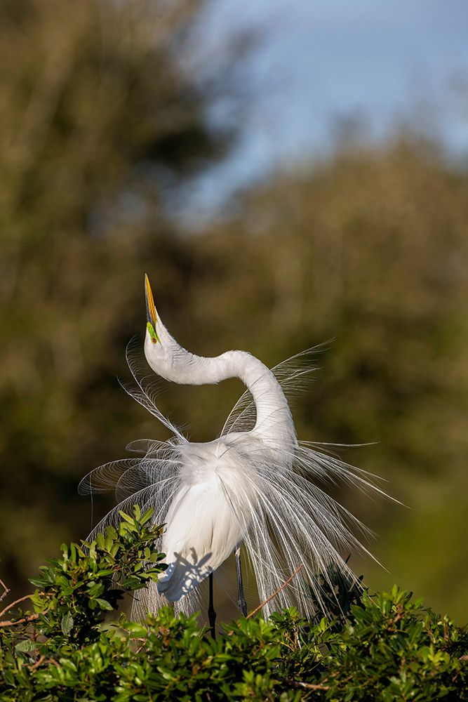 Great egret in courtship display in full breeding plumage-Venice rookery-Venice-Florida art print by Adam Jones for $57.95 CAD
