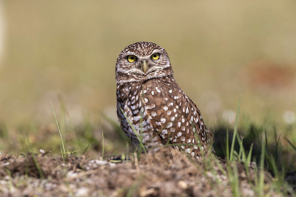 Burrowing owl-Cape Coral-Florida art print by Adam Jones for $57.95 CAD