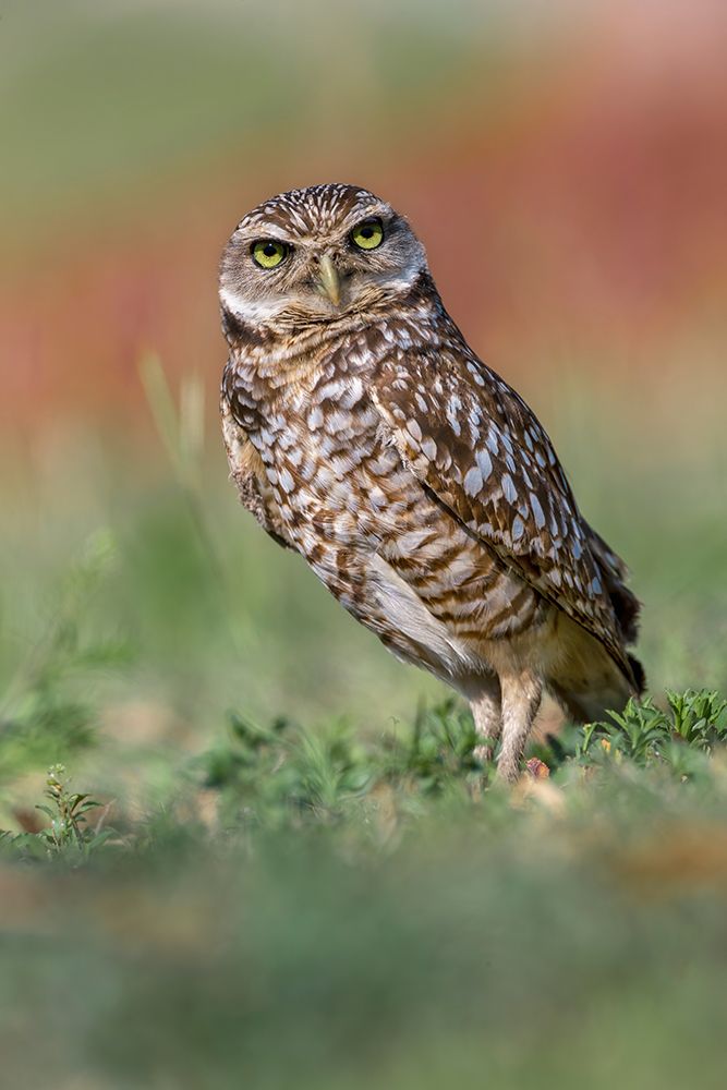 Burrowing owl-Cape Coral-Florida art print by Adam Jones for $57.95 CAD
