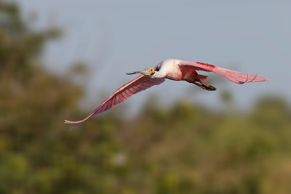 Roseate spoonbill flying-Stick Marsh-Florida art print by Adam Jones for $57.95 CAD