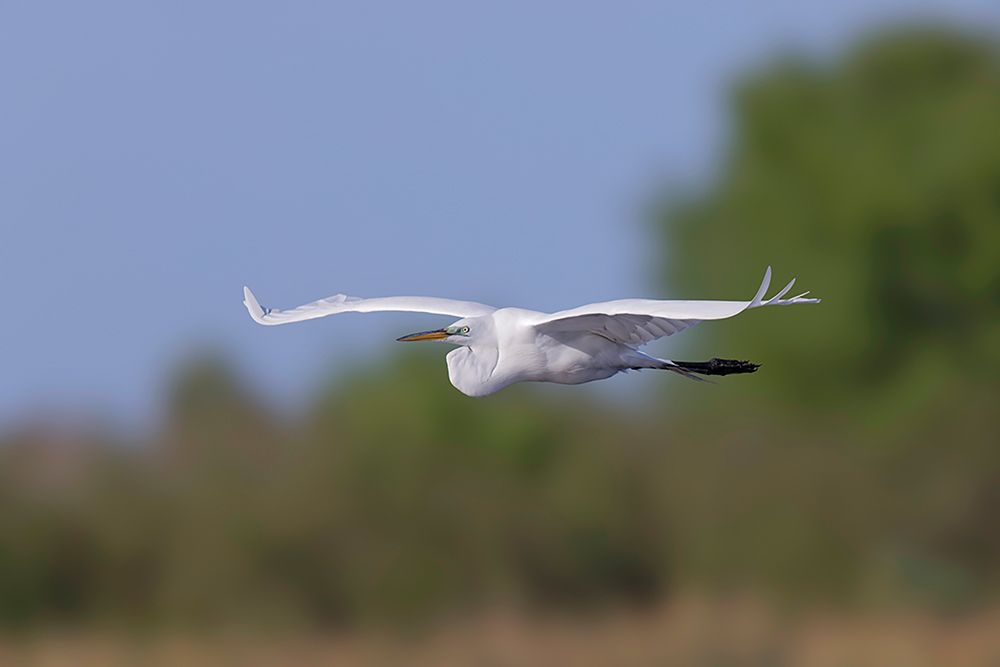 Great Egret flying Stick Marsh-Florida art print by Adam Jones for $57.95 CAD