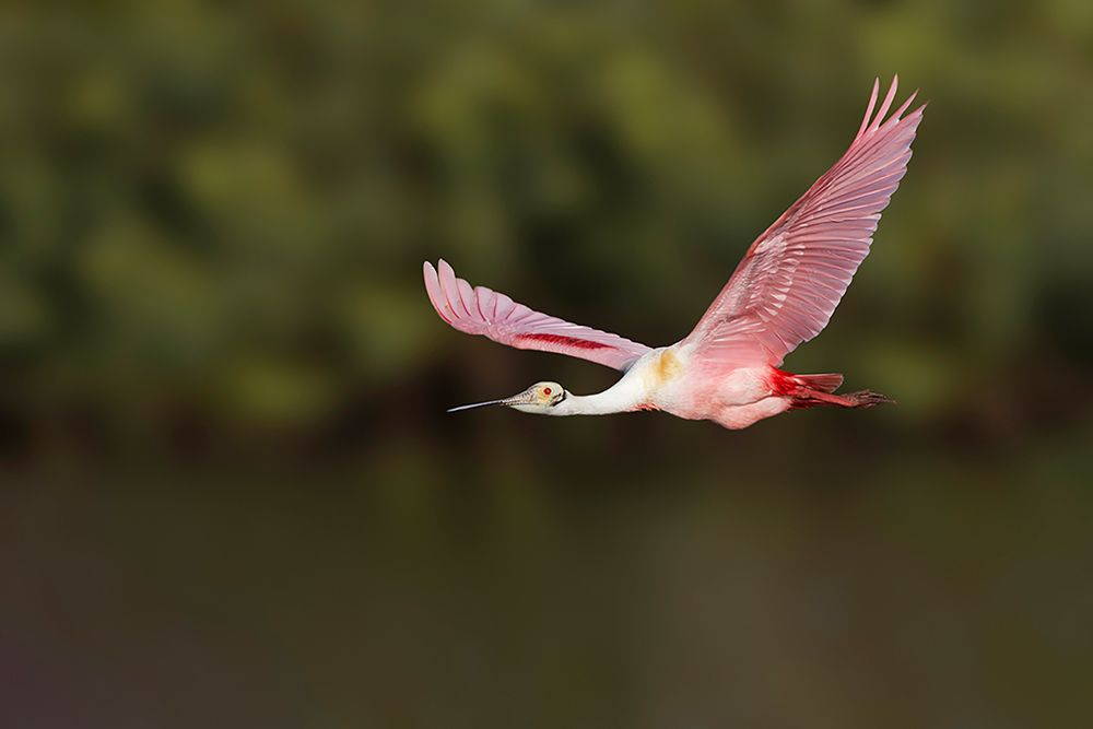 Roseate spoonbill flying-Stick Marsh-Florida art print by Adam Jones for $57.95 CAD