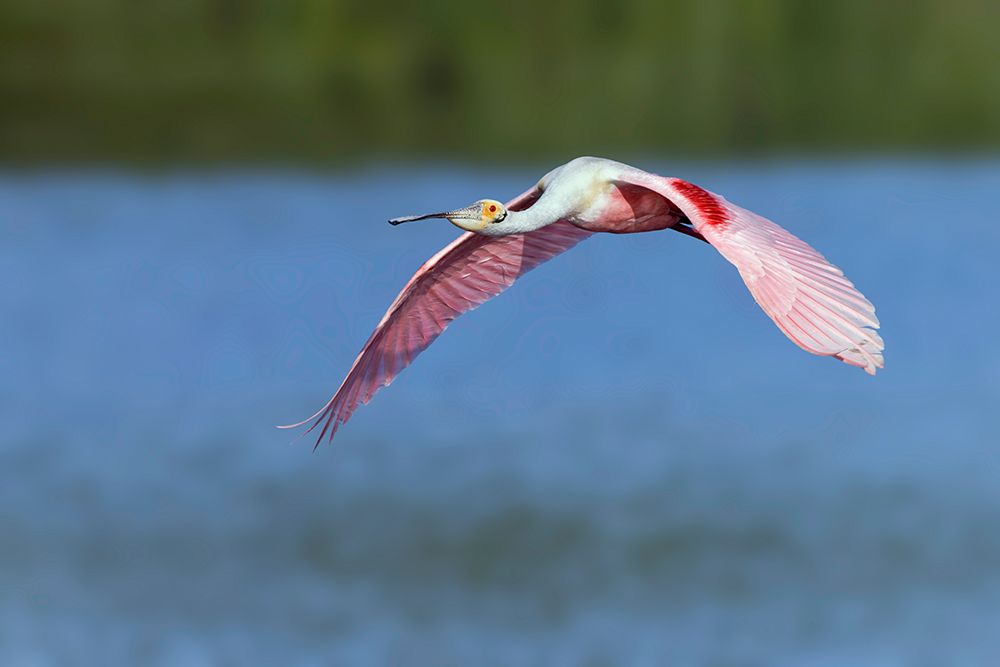 Roseate spoonbill flying-Stick Marsh-Florida art print by Adam Jones for $57.95 CAD