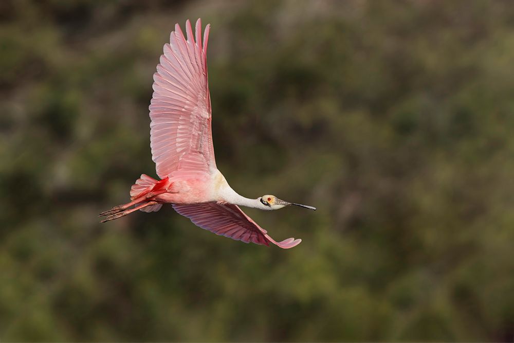 Roseate spoonbill flying-Stick Marsh-Florida art print by Adam Jones for $57.95 CAD