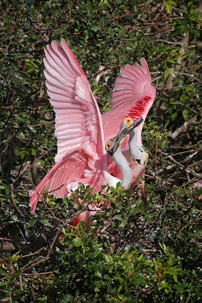 Roseate spoonbills fighting over nesting territory in rookery-Stick Marsh-Florida art print by Adam Jones for $57.95 CAD