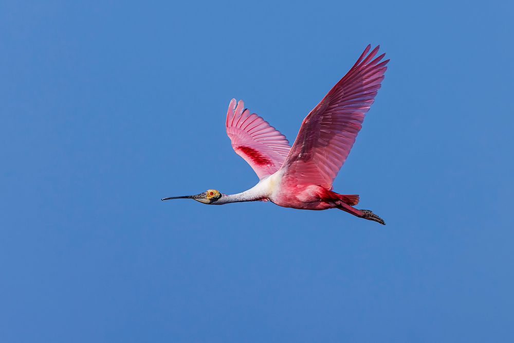 Roseate spoonbill flying-Stick Marsh-Florida art print by Adam Jones for $57.95 CAD