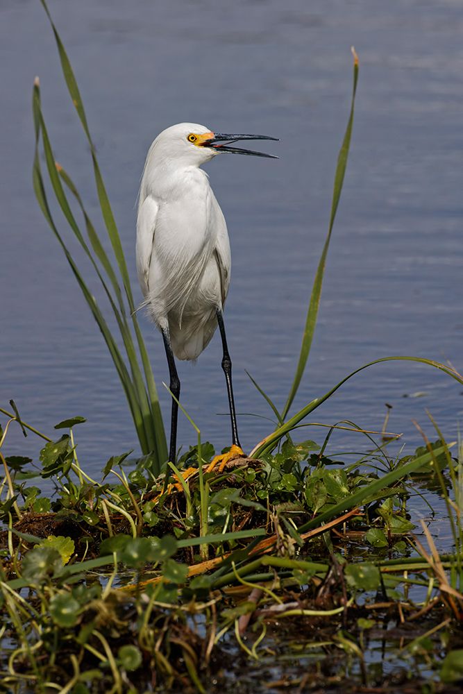 Snowy Egret-Stick Marsh-Florida art print by Adam Jones for $57.95 CAD