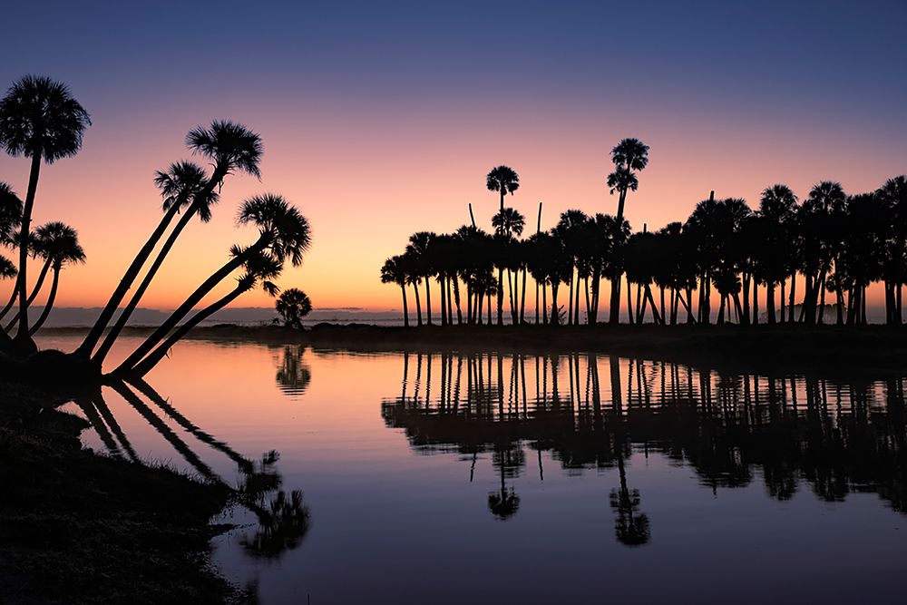 Sable palms silhouetted at sunrise on the Econlockhatchee River art print by Adam Jones for $57.95 CAD
