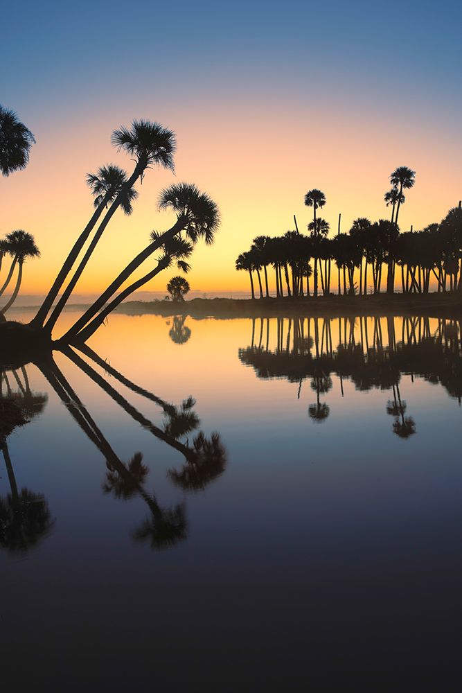 Sable palms silhouetted at sunrise on the Econlockhatchee River art print by Adam Jones for $57.95 CAD