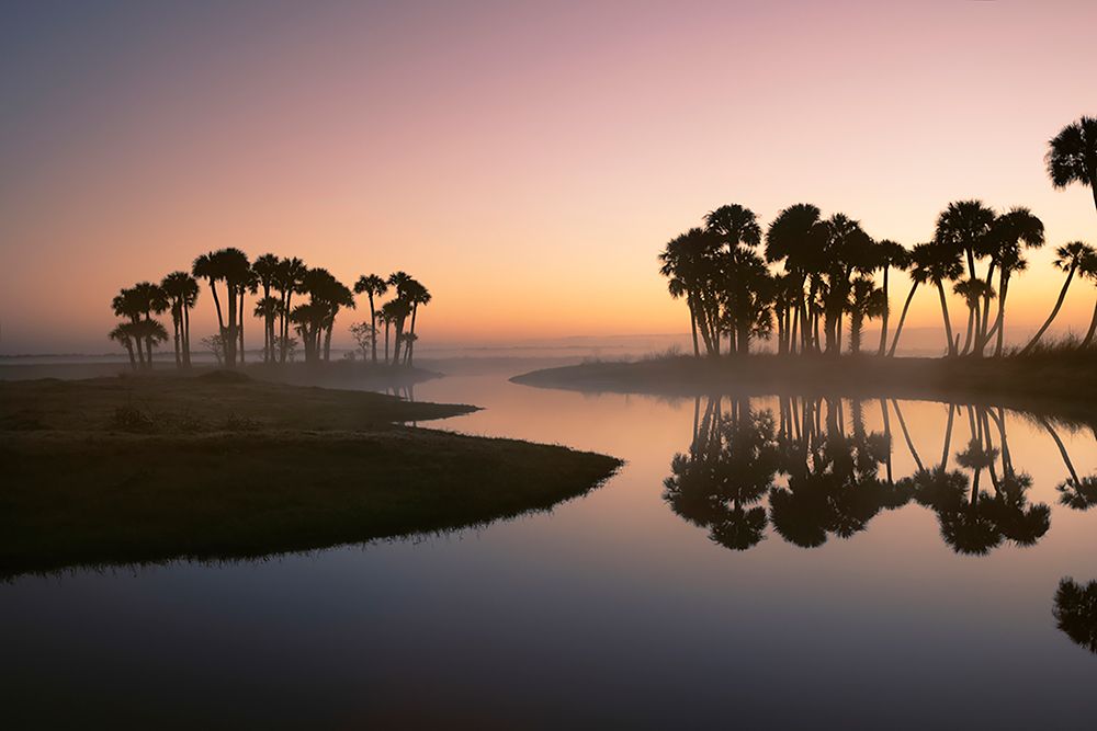Sable palms silhouetted at sunrise on the Econlockhatchee River art print by Adam Jones for $57.95 CAD