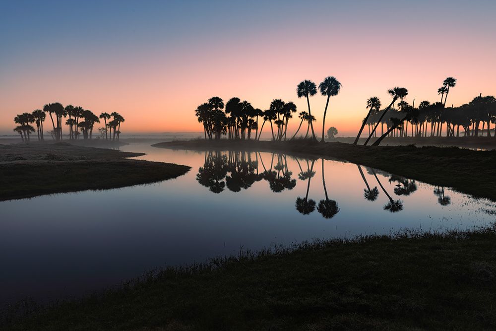 Sable palms silhouetted at sunrise on the Econlockhatchee River art print by Adam Jones for $57.95 CAD