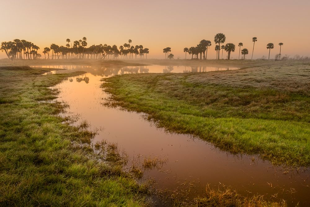 Sable palms silhouetted at sunrise on the Econlockhatchee River art print by Adam Jones for $57.95 CAD
