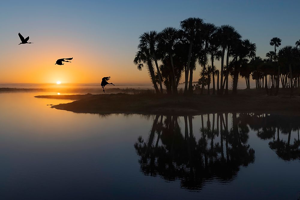 Sable palms silhouetted at sunrise on the Econlockhatchee River art print by Adam Jones for $57.95 CAD