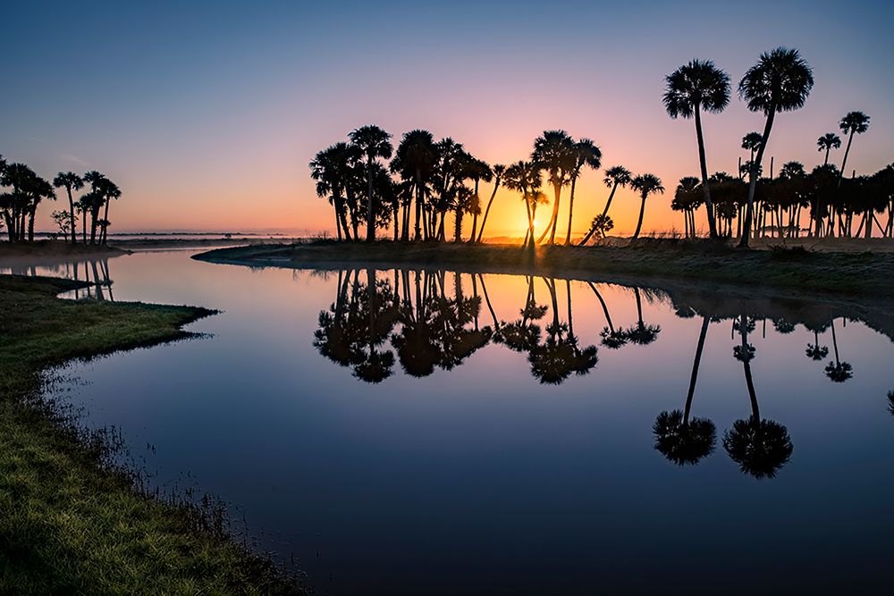 Sable palms silhouetted at sunrise on the Econlockhatchee River art print by Adam Jones for $57.95 CAD