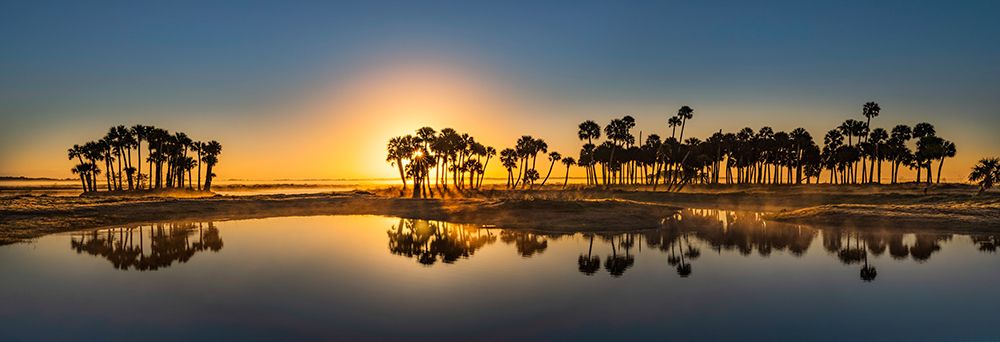 Sable palms silhouetted at sunrise on the Econlockhatchee River art print by Adam Jones for $57.95 CAD