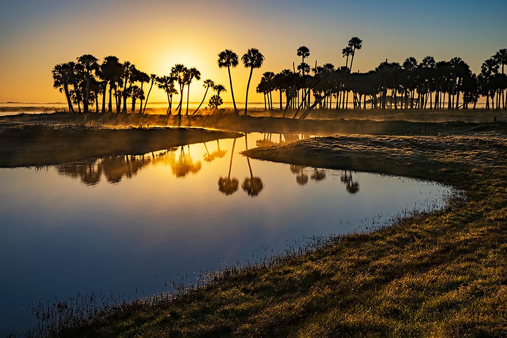 Sable palms silhouetted at sunrise on the Econlockhatchee River art print by Adam Jones for $57.95 CAD