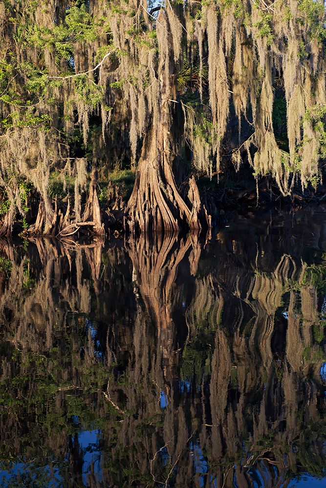 Cypress tree draped in Spanish moss along the Econlockhatchee River art print by Adam Jones for $57.95 CAD