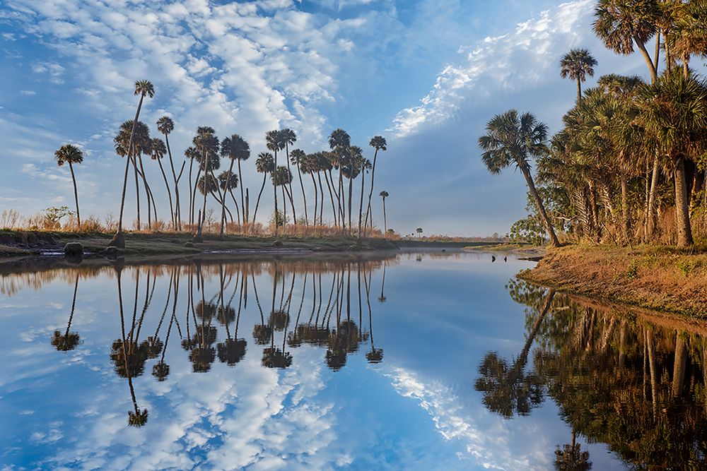 Sable palms reflected on the Econlockhatchee River art print by Adam Jones for $57.95 CAD