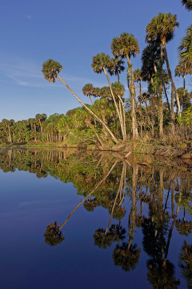 Sable palms reflected on the Econlockhatchee River art print by Adam Jones for $57.95 CAD