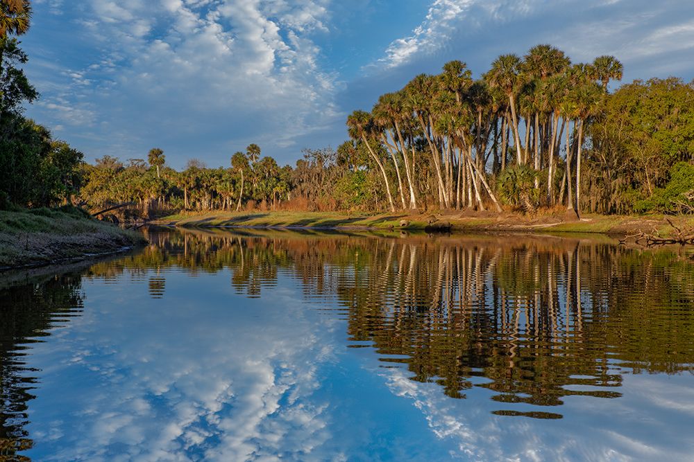 Sable palms reflected on the Econlockhatchee River art print by Adam Jones for $57.95 CAD