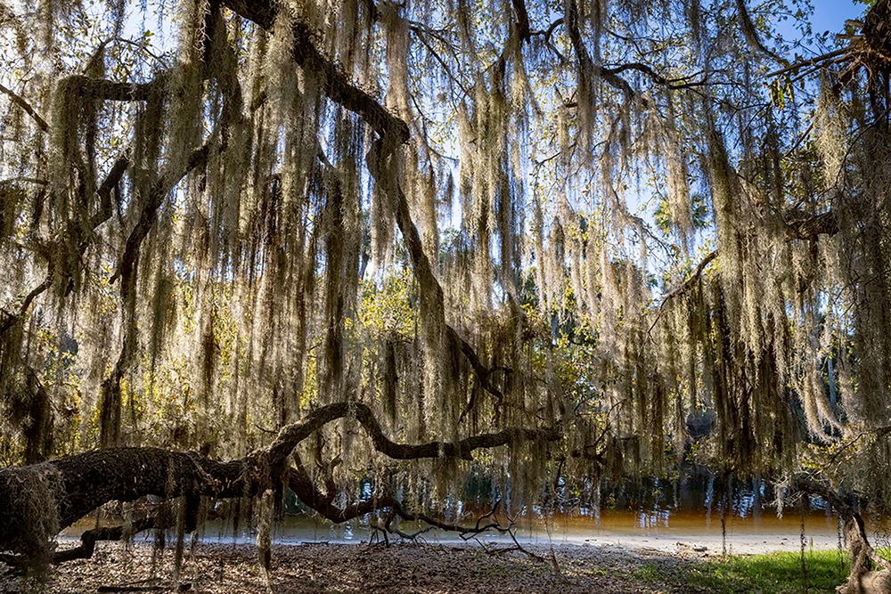 Oak tree draped in Spanish moss along the Econlockhatchee River art print by Adam Jones for $57.95 CAD
