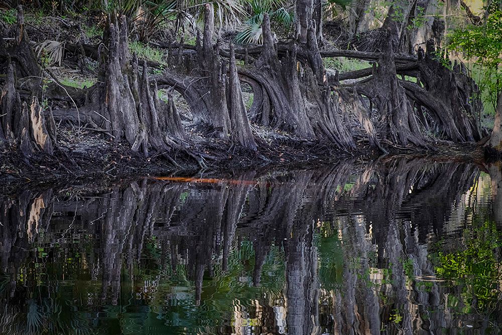 Cypress knees along-Econlockhatchee River-a blackwater tributary of the St Johns River art print by Adam Jones for $57.95 CAD