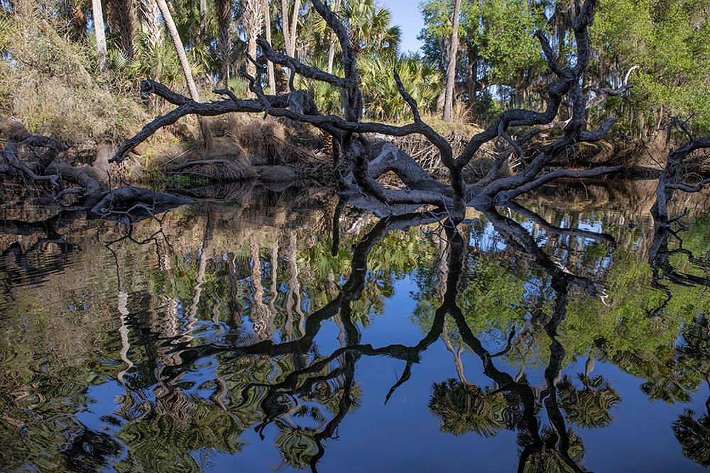 Fallen tree reflected on the Econlockhatchee River-a blackwater tributary of the St Johns River art print by Adam Jones for $57.95 CAD
