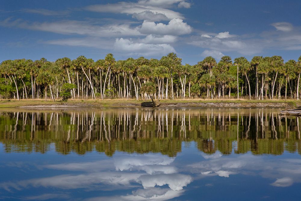 Sable palms reflected on the Econlockhatchee River-a blackwater tributary of the St Johns River art print by Adam Jones for $57.95 CAD