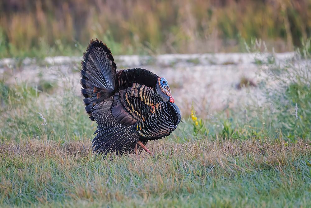Osceola turkey-near Stick Marsh-Florida art print by Adam Jones for $57.95 CAD