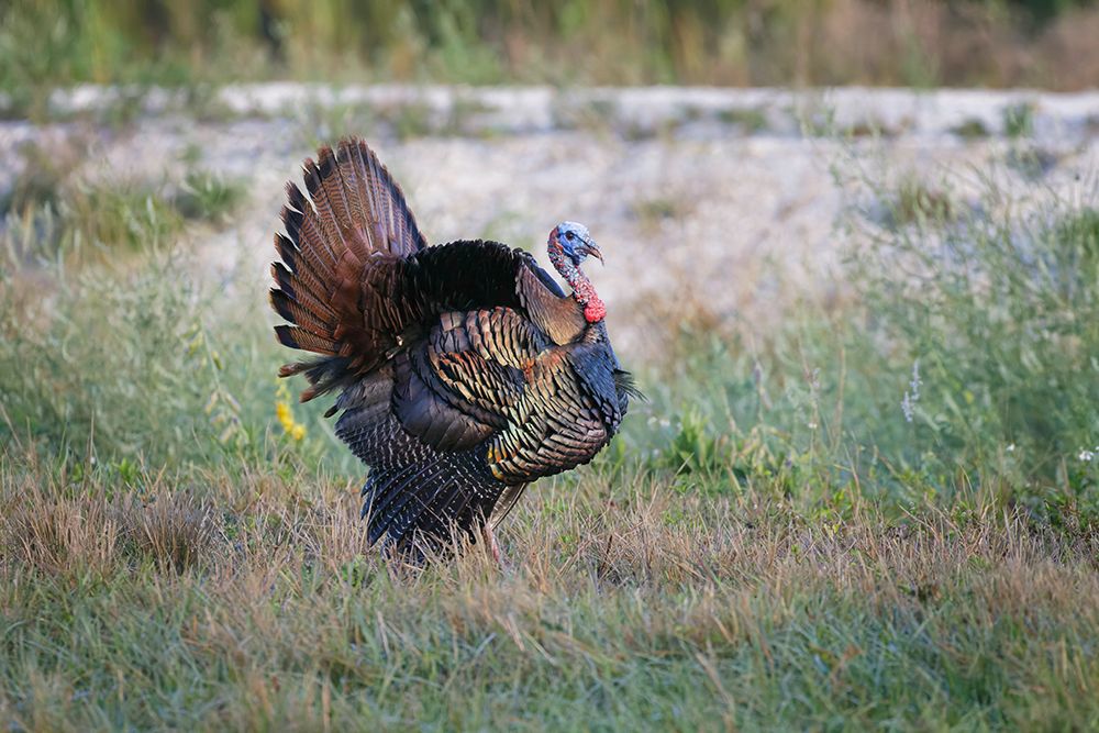 Osceola turkey-near Stick Marsh-Florida art print by Adam Jones for $57.95 CAD