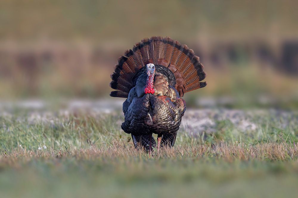 Osceola turkey-near Stick Marsh-Florida art print by Adam Jones for $57.95 CAD