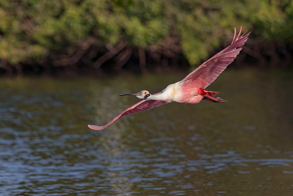 Roseate spoonbill flying-Stick Marsh-Florida art print by Adam Jones for $57.95 CAD