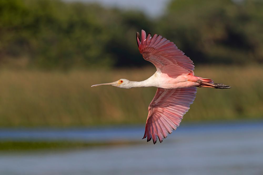 Roseate spoonbill flying-Stick Marsh-Florida art print by Adam Jones for $57.95 CAD