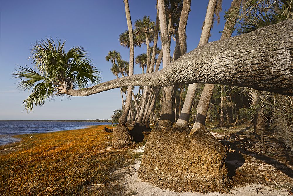 Sable palm tree along shoreline of Harney Lake at sunset-Florida art print by Adam Jones for $57.95 CAD