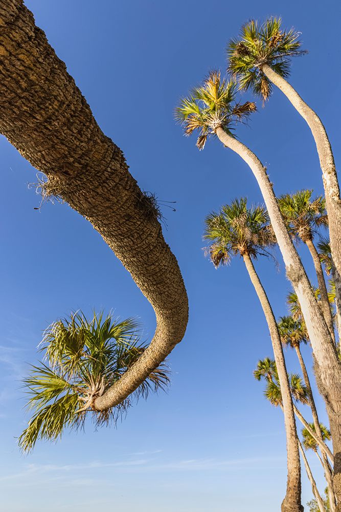 Sable palm tree along shoreline of Harney Lake at sunset-Florida art print by Adam Jones for $57.95 CAD