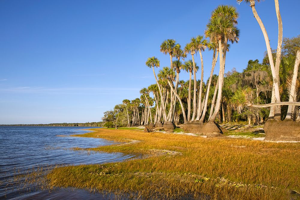 Sable palm tree trunks along shoreline of Harney Lake at sunset-Florida art print by Adam Jones for $57.95 CAD