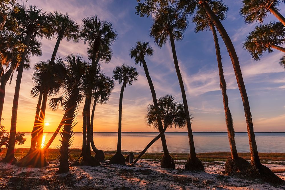 Sable palm tree silhouetted along shoreline of Harney Lake at sunset-Florida art print by Adam Jones for $57.95 CAD