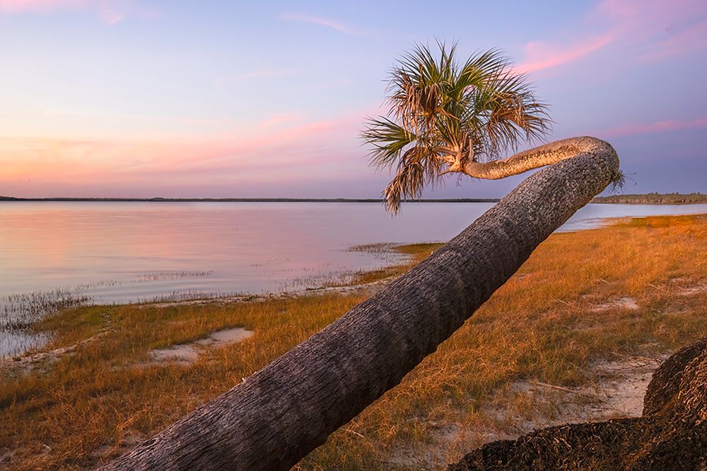 Sable palm tree along shoreline of Harney Lake at sunset-Florida art print by Adam Jones for $57.95 CAD