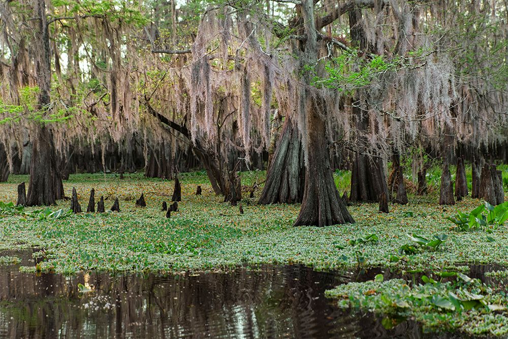 Early spring view of cypress trees reflecting on blackwater area of St Johns River-central Florida art print by Adam Jones for $57.95 CAD