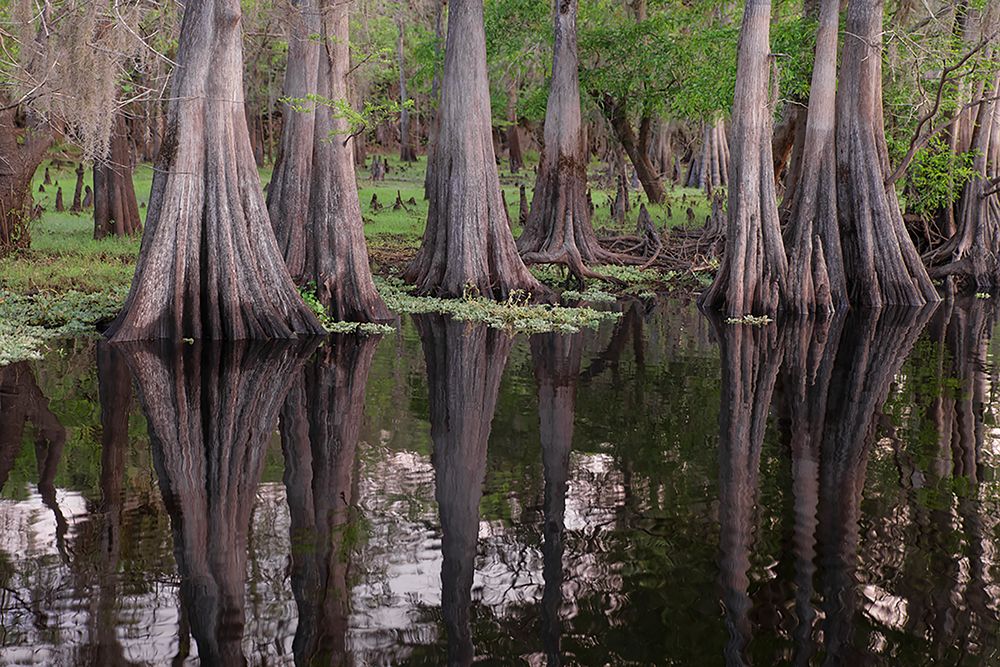 Early spring view of cypress trees reflecting on blackwater area of St Johns River-central Florida art print by Adam Jones for $57.95 CAD